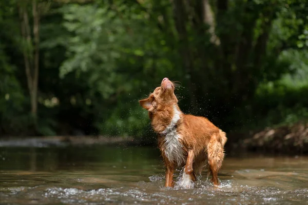 Dog takes a rest in the water. Nova Scotia Duck Tolling Retriever, Toller — Stock Photo, Image