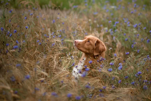 Portrait d'un chien sur le terrain. Nouvelle-Écosse Duck Tolling Retriever. Animaux de compagnie dans la nature — Photo