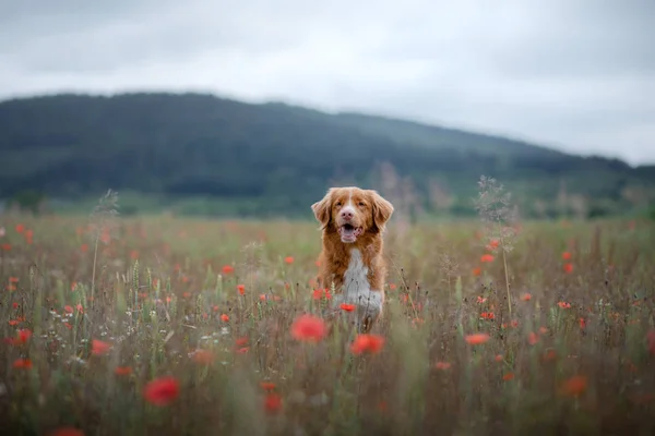 Porträt eines Hundes auf dem Feld. Nova scotia duck Maut-Retriever. Haustier in der Natur — Stockfoto