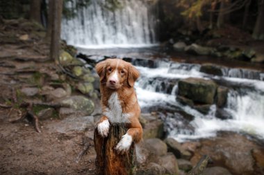 şelale köpeğe. Doğa evde beslenen hayvan. Evin dışında. Nova Scotia duck tolling Retriever