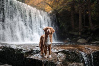 şelale köpeğe. Doğa evde beslenen hayvan. Evin dışında. Nova Scotia duck tolling Retriever