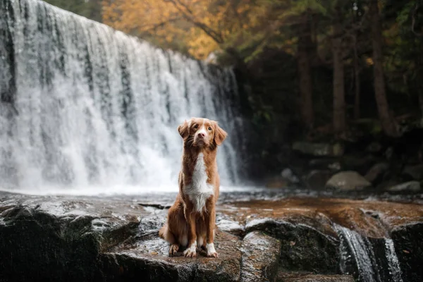 Der Hund am Wasserfall. Haustier auf die Natur. außerhalb des Hauses. Nova scotia duck Maut-Retriever — Stockfoto