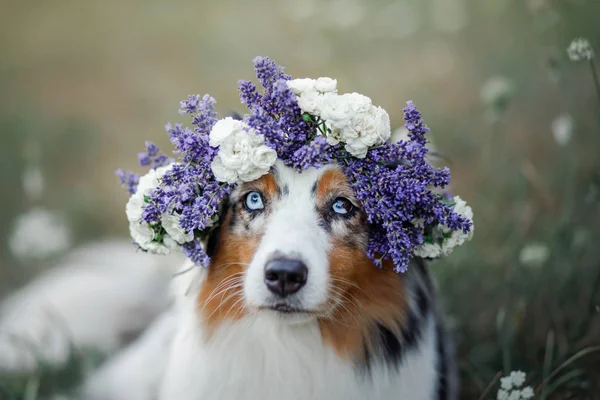 Dog lies in the flower. Pet outdoors in the spring. Australian shepherd — Stock Photo, Image