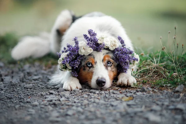 Dog lies in the flower. Pet outdoors in the spring. Australian shepherd — Stock Photo, Image