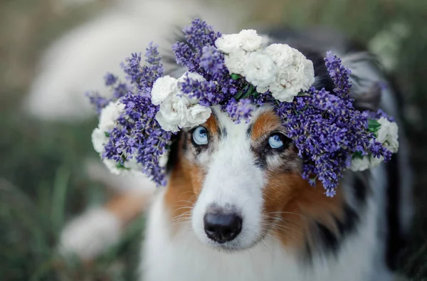 Dog lies in the flower. Pet outdoors in the spring. Australian shepherd — Stock Photo, Image