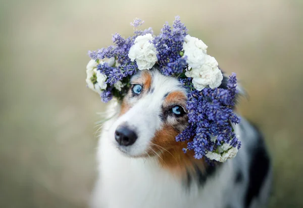 Hund liegt in der Blume. Haustier im Frühling im Freien. Australischer Schäferhund — Stockfoto