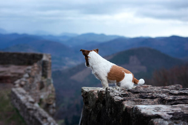 Маленькая собачка стоит на скале. Джек Рассел Терьер у руин
