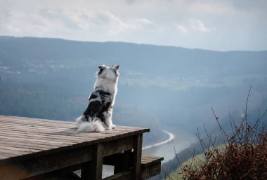 Köpek Avustralyalı çoban dağın zirvesinde. Bir yürüyüş için evde beslenen hayvan. Açık havada. Yolculuk, dağlar,