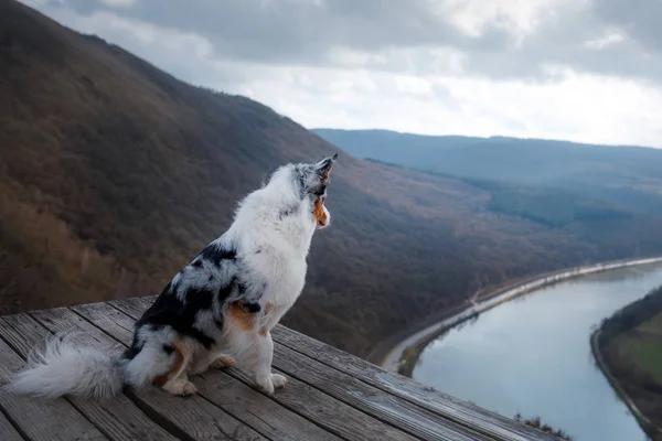 Dog Australian Shepherd on top of the mountain. Pet for a walk. Outdoors. Journey, mountains, — Stock Photo, Image