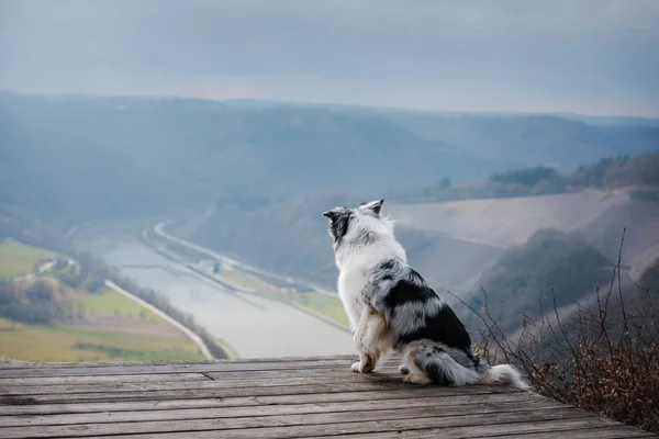 Cane pastore australiano in cima alla montagna. Pet per una passeggiata. All'aperto. Viaggio, montagna , — Foto Stock