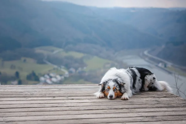 头上的澳大利亚牧羊犬。宠物散步。户外。旅程, 山, — 图库照片