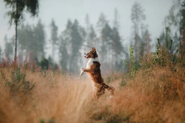 Border Collie auf dem Feld. glückliches Haustier für einen Spaziergang spielen. Gesunder Hund — Stockfoto