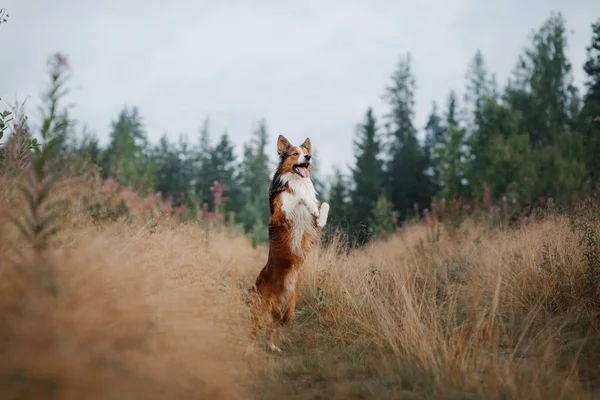 Fronteira Collie no campo. animal de estimação feliz para uma caminhada jogando. cão saudável — Fotografia de Stock