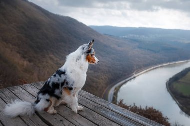 Dog Australian Shepherd on top of the mountain. Pet for a walk. Outdoors. Journey, mountains, clipart