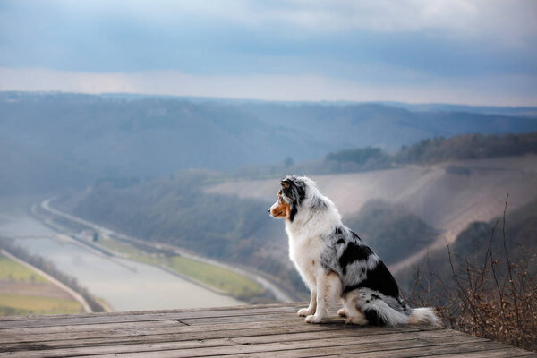 Австралийская овчарка на вершине горы. Прогулка с домашним животным. На улице. Путешествие, горы
,