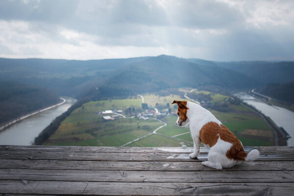 Маленький Джек Рассел на утёсе смотрит на реку. Собака с видом на природу
