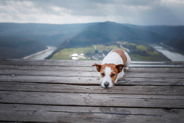 Маленький Джек Рассел на утёсе смотрит на реку. Собака с видом на природу
