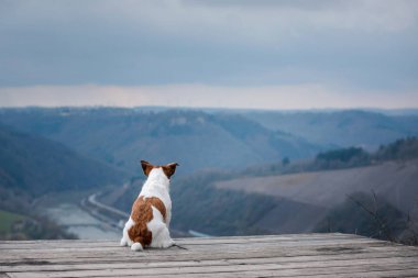 Little Jack Russell at the cliff looks at the river. Dog with a view of nature and mountains. Pet on vacation clipart