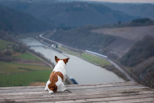 Little Jack Russell at the cliff looks at the river. Dog with a view of nature and mountains. Pet on vacation — Stock Photo, Image