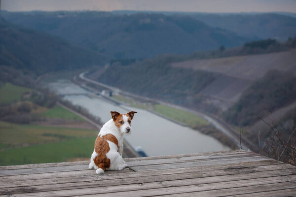 Маленький Джек Рассел на утёсе смотрит на реку. Собака с видом на природу и горы. Животное в отпуске
