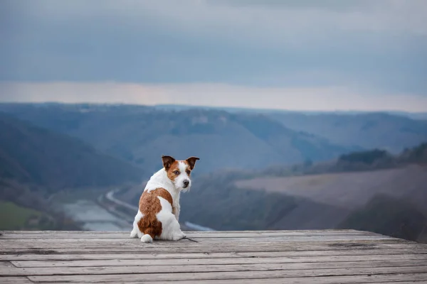 El pequeño Jack Russell en el acantilado mira el río. Perro con vista a la naturaleza y las montañas. Mascota de vacaciones — Foto de Stock