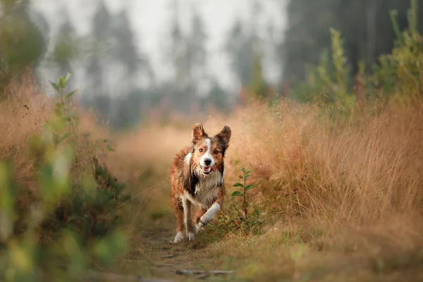 Perro rojo corriendo en el campo. Border Collie sobre la naturaleza de la mañana jugando. Caminar con mascotas, activo, saludable —  Fotos de Stock