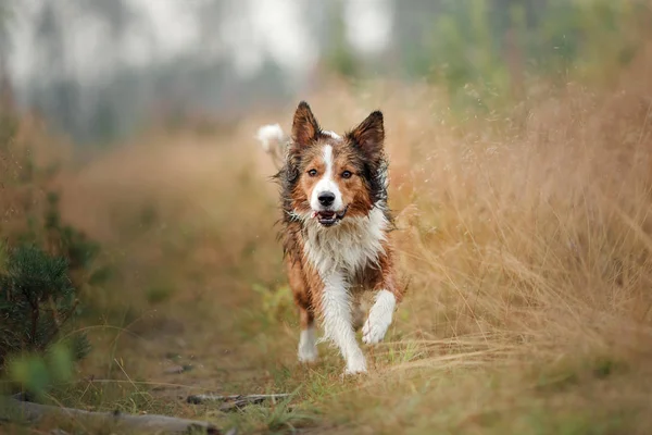 Röd hund som springer på fältet. Border collie på karaktären av morgonen spelar. Promenader med hus djur, aktiva, friska — Stockfoto
