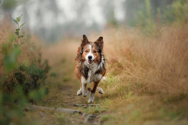 Röd hund som springer på fältet. Border collie på karaktären av morgonen spelar. Promenader med hus djur, aktiva, friska — Stockfoto