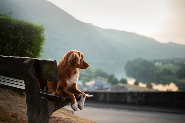 El perro se sienta en un banco y mira el amanecer. Red Nova Scotia Duck Tolling Retriever, Toller en la naturaleza . —  Fotos de Stock