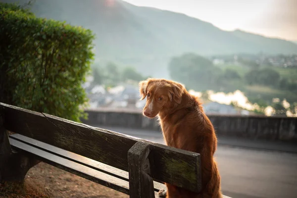 The dog sits on a bench and looks at the dawn. red Nova Scotia Duck Tolling Retriever, Toller in nature. — Stock Photo, Image