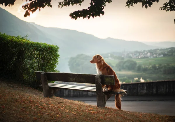 Собака сидит на скамейке и смотрит на рассвет. Рыжий утенок Толлинг Ретвер, толлер в природе . — стоковое фото