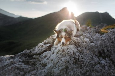Dağlarda bir köpek bir kayada duran ve doğa arıyorum. A evde beslenen hayvan ile seyahat. Mutlu Avustralyalı çoban.