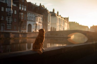 gündoğumu liman bölgesinde köpek. Doğa evde beslenen hayvan. Nova Scotia Duck Tolling Retriever, Toller.