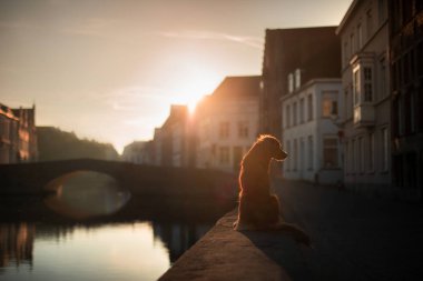 gündoğumu liman bölgesinde köpek. Doğa evde beslenen hayvan. Nova Scotia Duck Tolling Retriever, Toller.