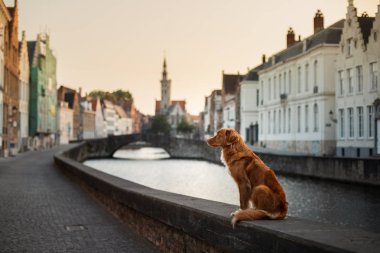 gündoğumu liman bölgesinde köpek. Doğa evde beslenen hayvan. Nova Scotia Duck Tolling Retriever, Toller.