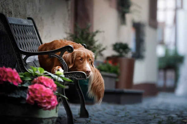 Dog on lying on a bench in the city. Nova Scotia Duck Tolling Retriever, Toller. — Stock Photo, Image