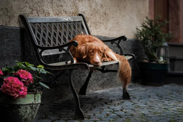 Собака лежит на скамейке в городе. Новая Шотландия Дак Толлинг ретривер, Толлер . — стоковое фото