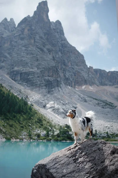 Dog stands on a stone on a blue lake in the mountains. Australian shepherd in nature. Pet Travel — Stock Photo, Image