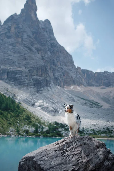 Dog stands on a stone on a blue lake in the mountains. Australian shepherd in nature. Pet Travel — Stock Photo, Image