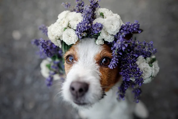 Lustiger Hund im Blumenkranz. glückliches Haustier. niedlicher Jack Russell Terrier — Stockfoto
