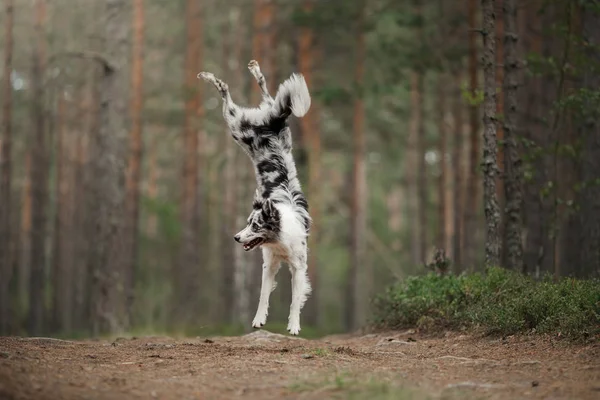Felice cane salta e gioca. Divertente confine collie in natura — Foto Stock