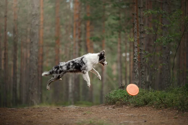 Chien heureux saute et joue. Frontière drôle collie dans la nature — Photo