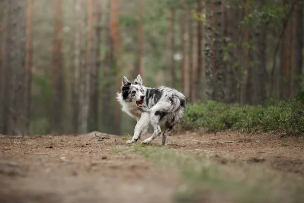 Cachorro feliz salta e joga. Collie fronteira engraçado na natureza — Fotografia de Stock