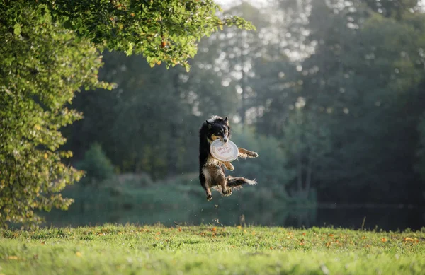 A kutya van játék-val a korong-ban természet. Aktivál és furcsa határ skót juhászkutya, kisállat játszik — Stock Fotó