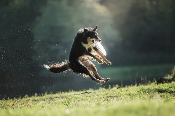 A kutya van játék-val a korong-ban természet. Aktivál és furcsa határ skót juhászkutya, kisállat játszik — Stock Fotó