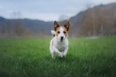 köpeğe otların arasında çalışır. Evde beslenen hayvan doğada çalış. Etkin Jack Russell Terrier.