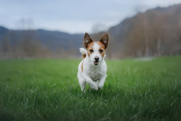 O cão corre na relva. O animal de estimação joga na natureza. Ativo Jack Russell Terrier . — Fotografia de Stock