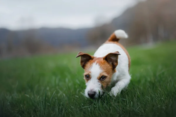 Pes běží v trávě. PET hraje v přírodě. Aktivní Jack Russell teriér. — Stock fotografie