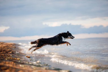 köpek plage su üzerinde oynuyor. Doğa evde beslenen hayvan. Etkin kenar kömür ocağı