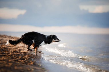 köpek plage su üzerinde oynuyor. Doğa evde beslenen hayvan. Etkin kenar kömür ocağı